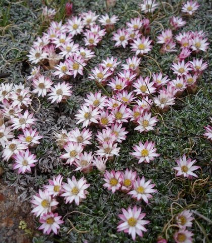Helichrysum praecurrens forming a mat